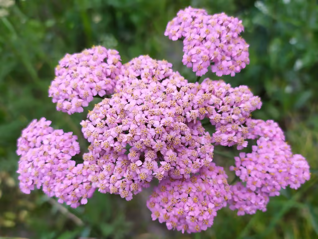 Asian Yarrow, photo 1 of 5