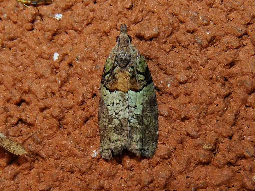 Raspberry Leafroller Moth, Adulte