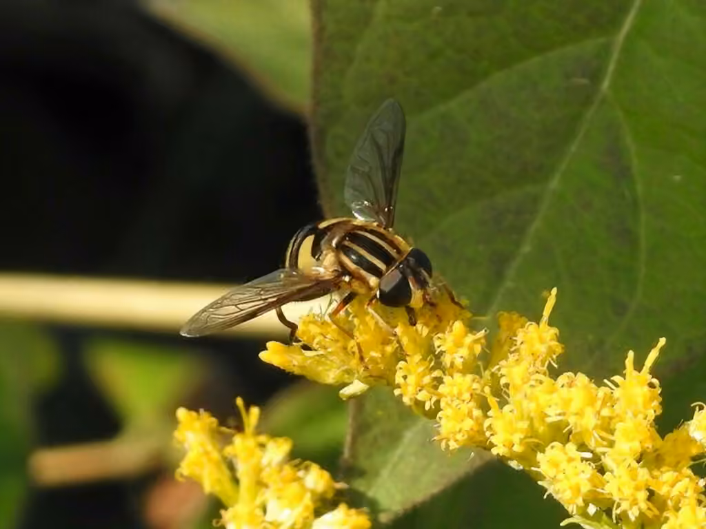 Narrow-headed Marsh Fly, Female