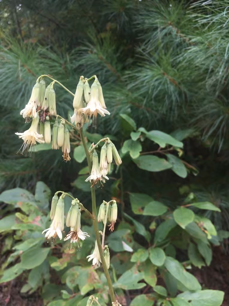 Prenanthe trifoliolée, En fleurs
