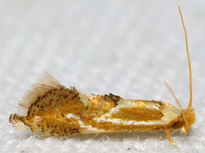 Clemens' Philonome Moth, Adulte