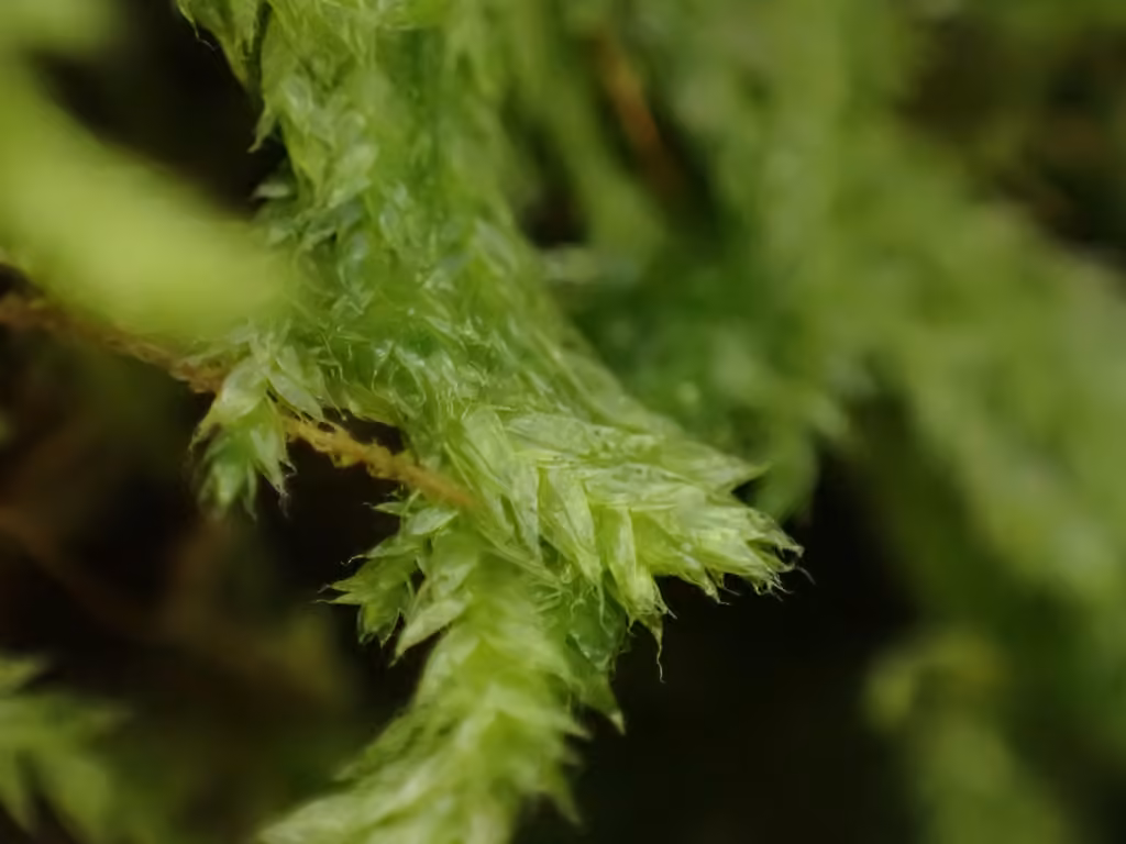 Hair Silk Moss, photo 2 of 5