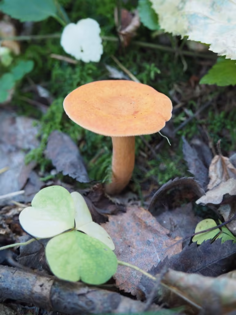 Birch Milkcap, photo 1 of 5