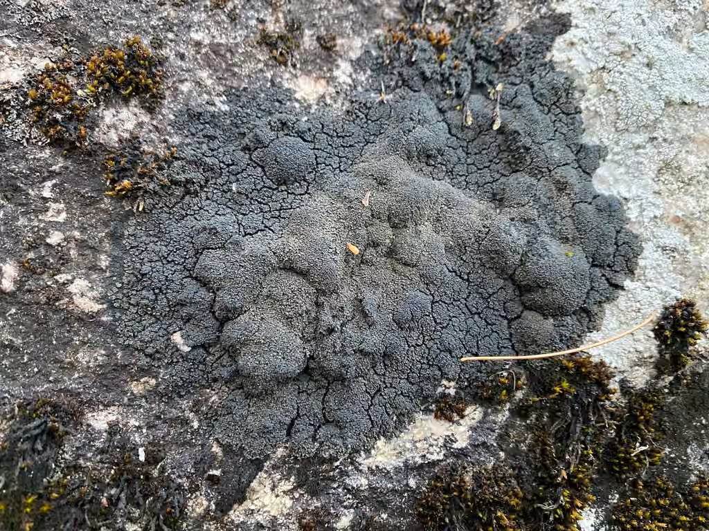Rock Shingle Lichen, photo 3 of 5