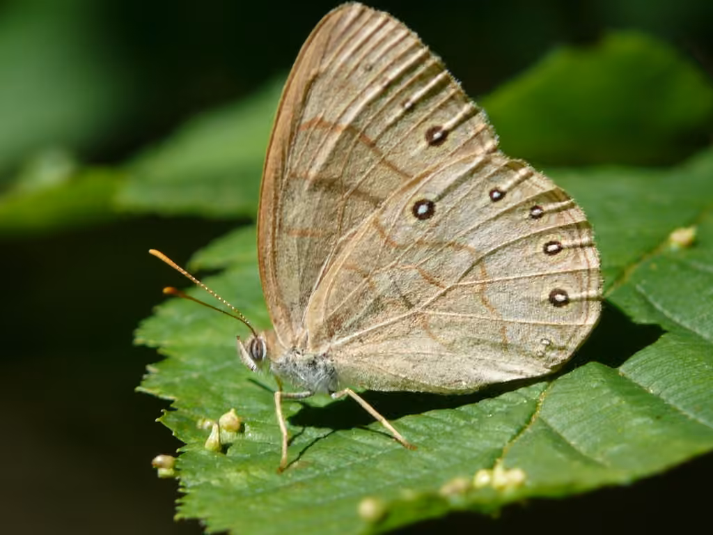 Appalachian Brown, photo 1 of 5