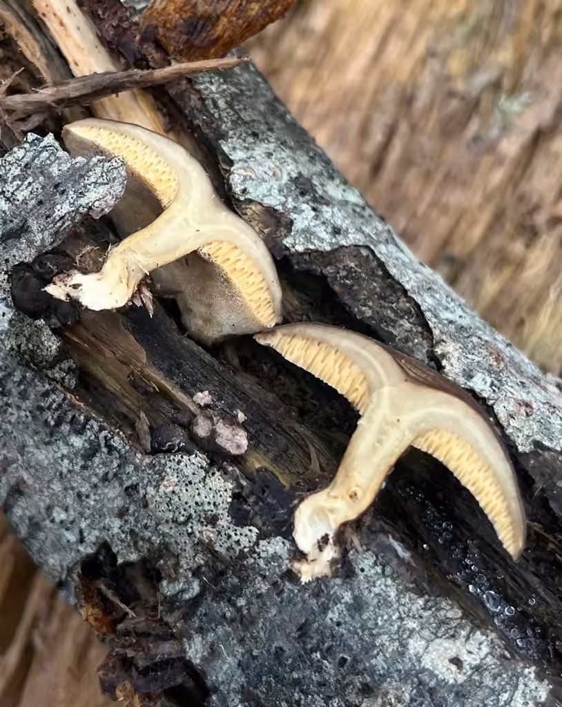 Polypore d'hiver, photo 2 sur 5