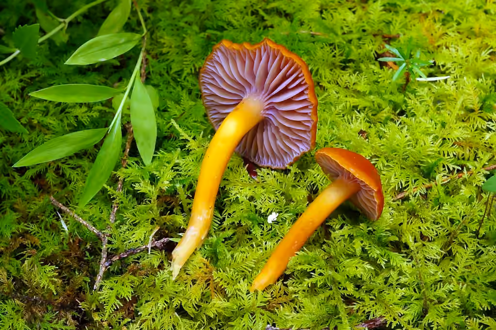 Hygrophore à lames pourprées, photo 1 sur 5