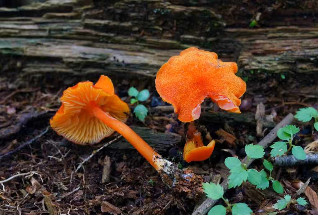 Hygrophore squamuleux, photo 1 sur 5