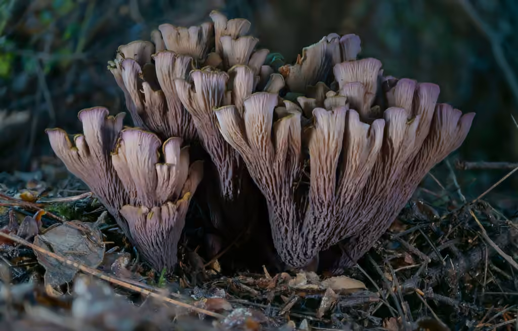 Chanterelle violette