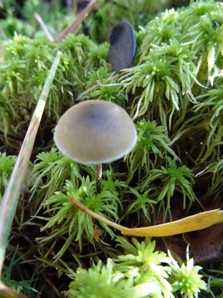 Hypholome des tourbières, photo 2 sur 5