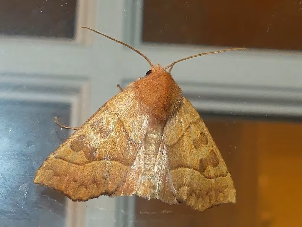 Scalloped Sallow, Adult