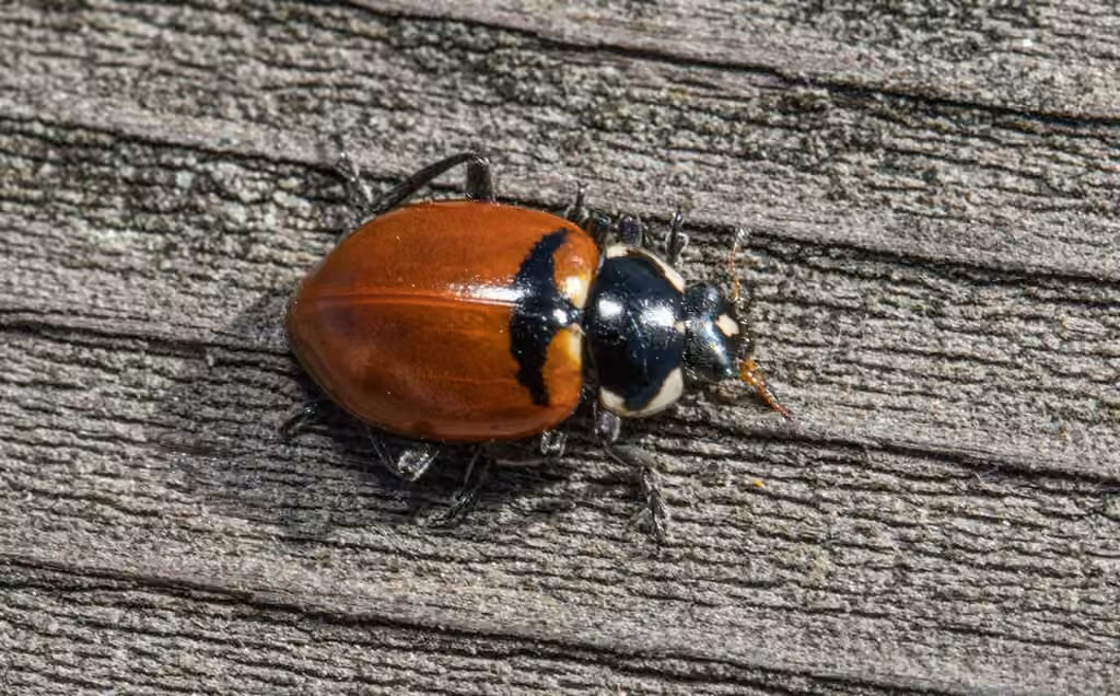 Coccinelle glaciale, photo 3 sur 5