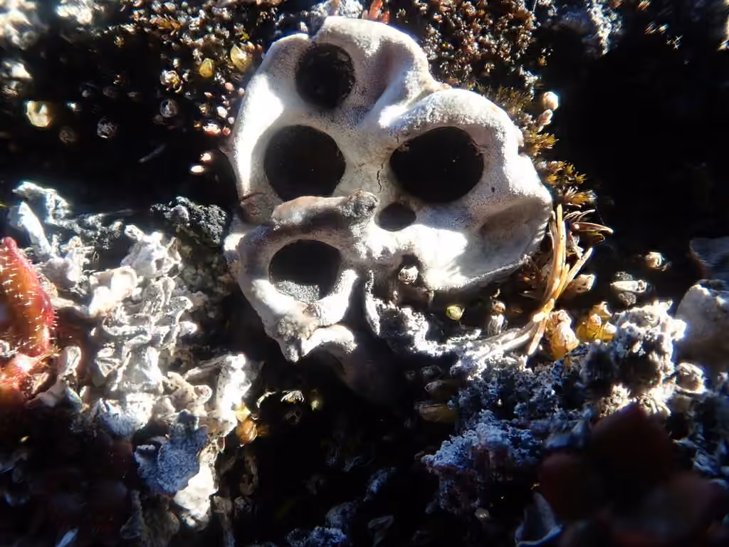 Solorine bispore, photo 2 sur 5