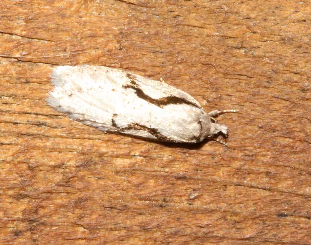 Packard's Concealer Moth, Adulte