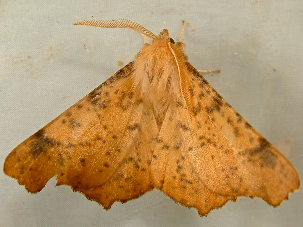 Maple Spanworm Moth, photo 1 of 5