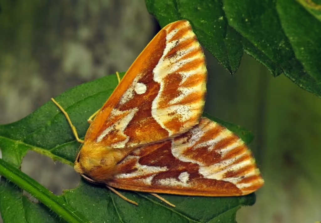 Northern Pine Looper Moth, photo 2 sur 5