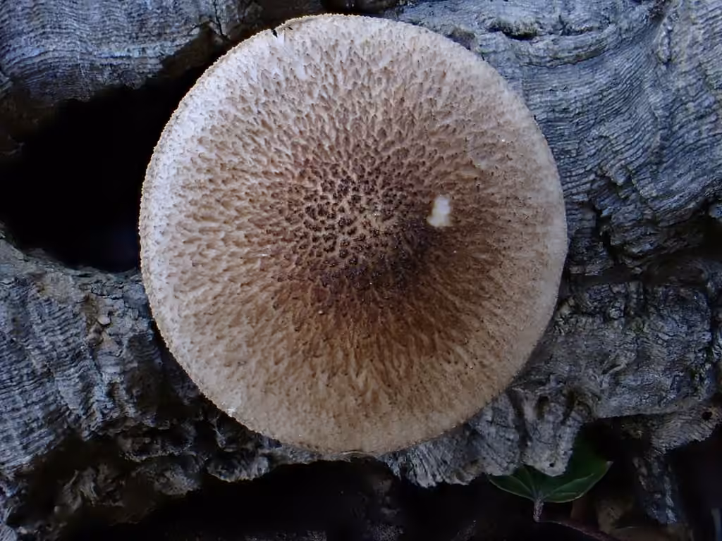 Plutée hispide, photo 3 sur 5
