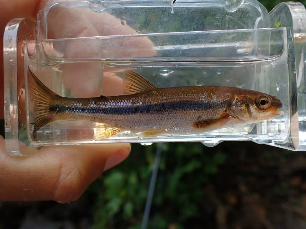 Lake Chub, photo 1 of 5