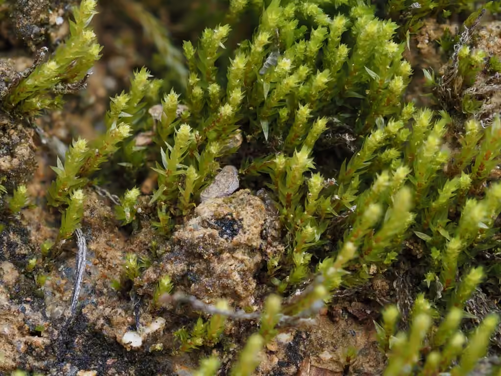 Pale-fruited Thread-moss, photo 1 of 5