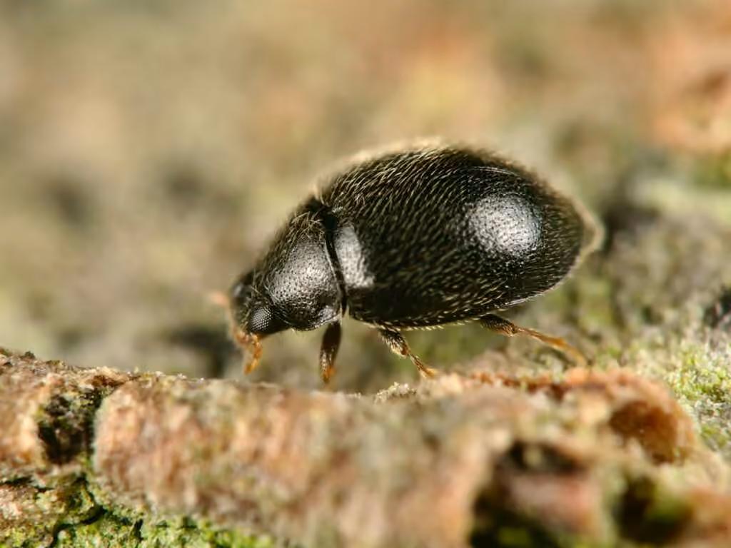 Coccinelle tête d'épingle, photo 1 sur 5