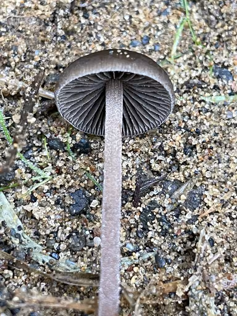 Dewdrop Mottlegill, photo 2 of 5