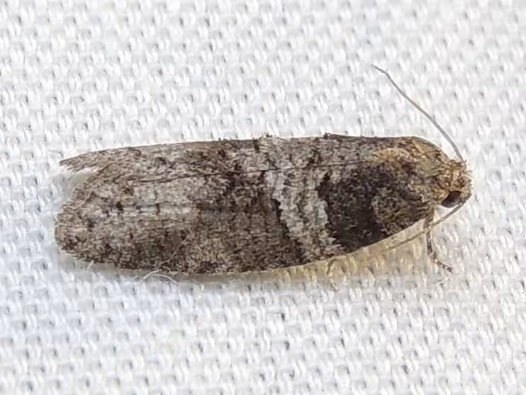 Gray-marked Tortricid, photo 2 of 5