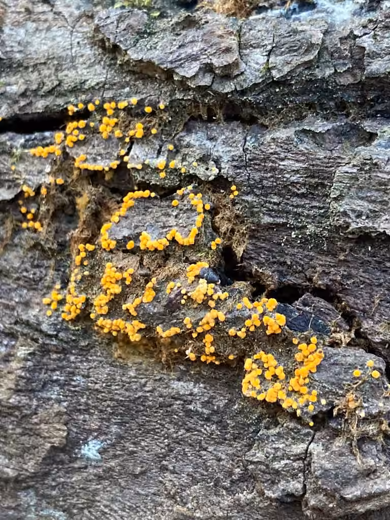 Bactridium flavum, photo 3 sur 5