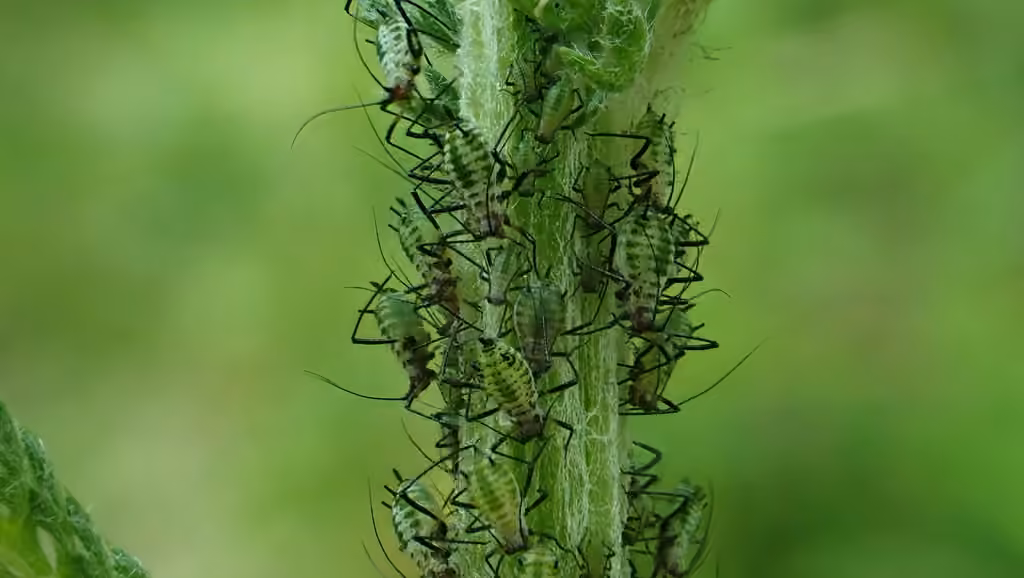 Yarrow Aphid, photo 3 sur 5