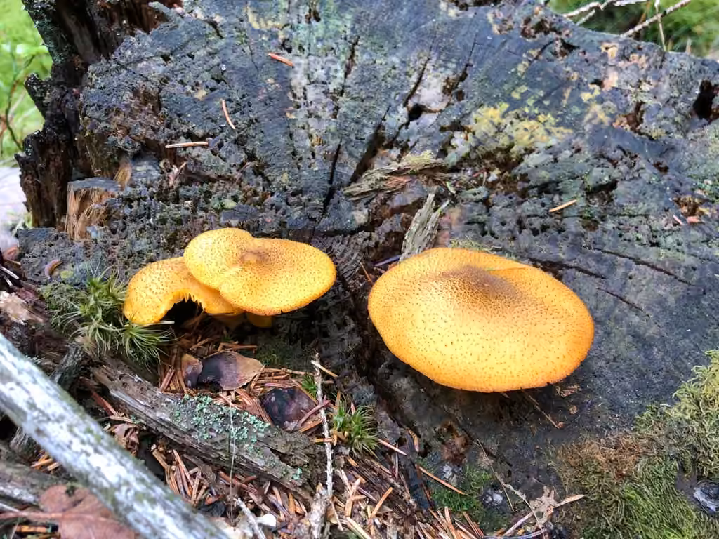 Tricholome décoré, photo 3 sur 5
