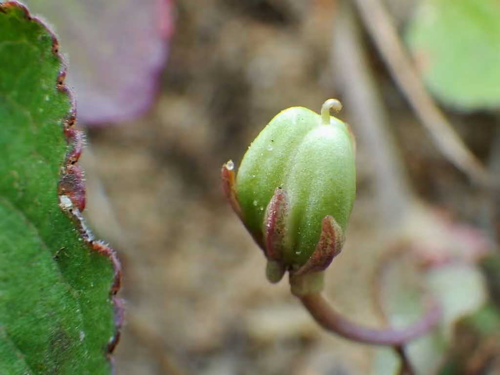 Blue violet, In flower