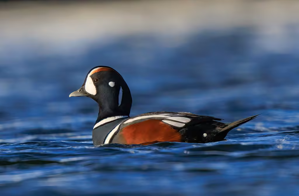 Harlequin Duck, Male