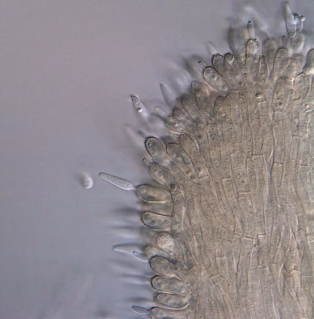 Akanthomyces aranearum, photo 3 sur 5