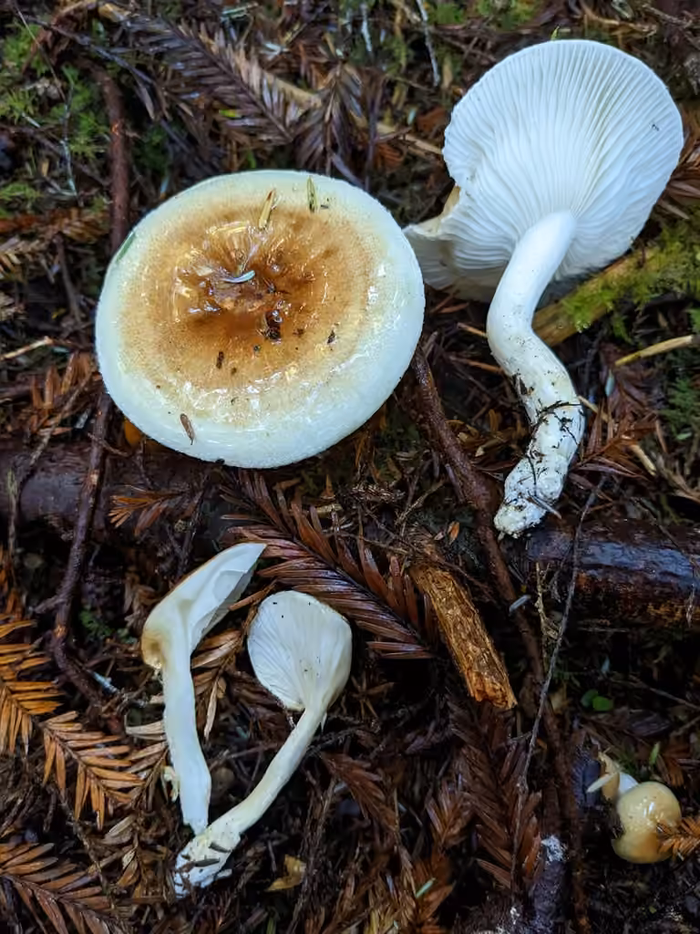 Hygrophore de Baker, photo 2 sur 5