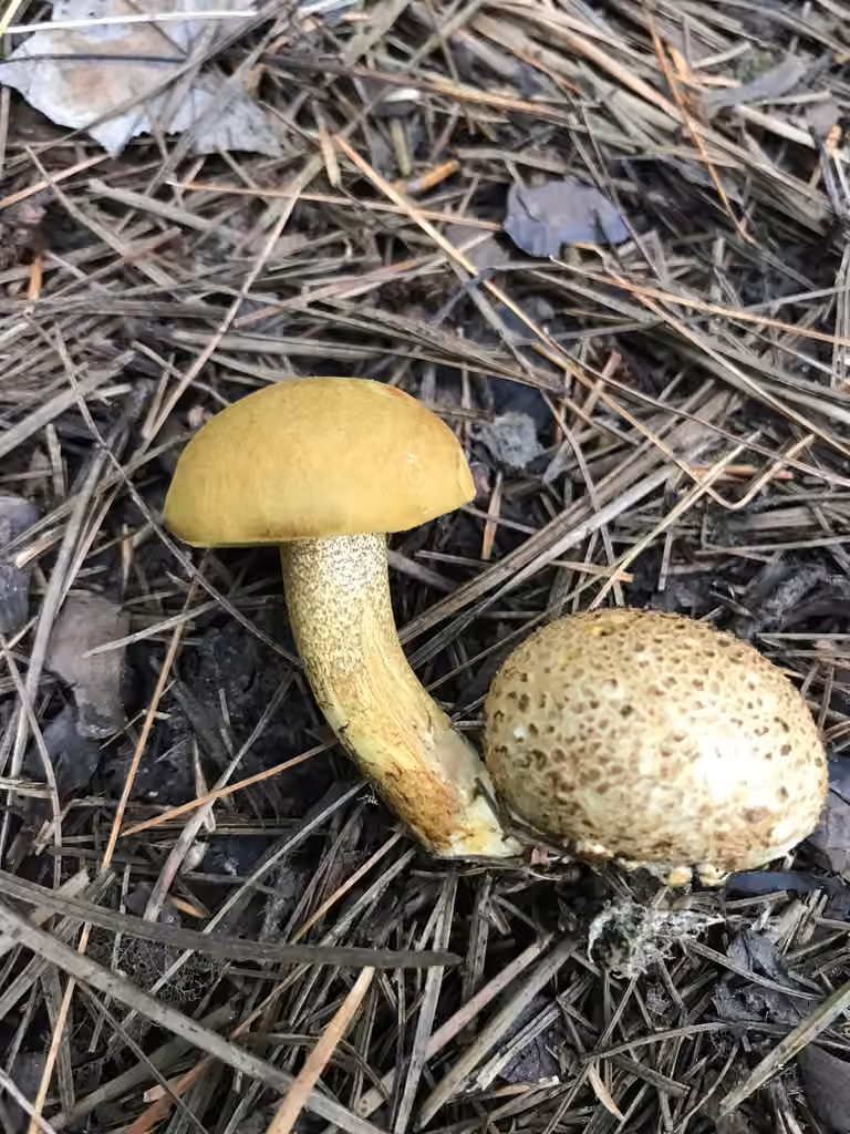 Parasitic Bolete, photo 3 of 5