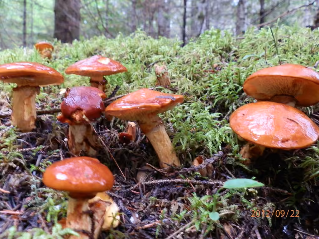 Bolet glanduleux, photo 1 sur 5