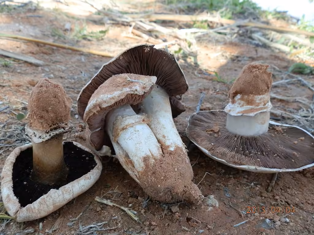 Pavement Mushroom, photo 1 of 5