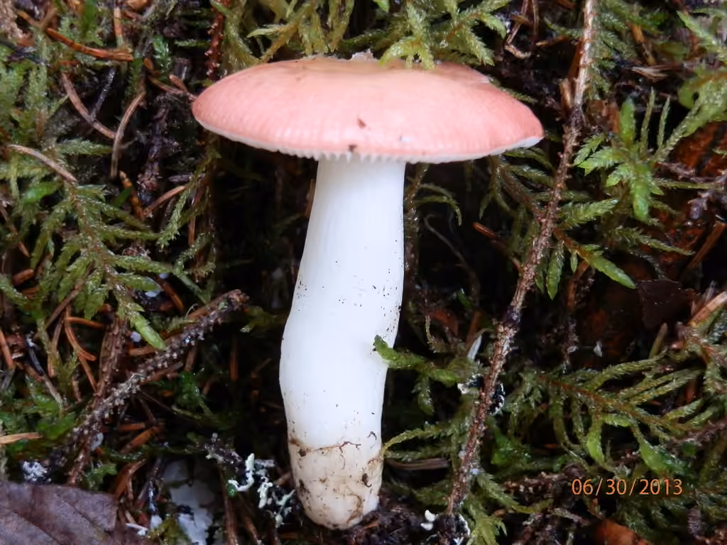 Russule des forêts, photo 2 sur 5
