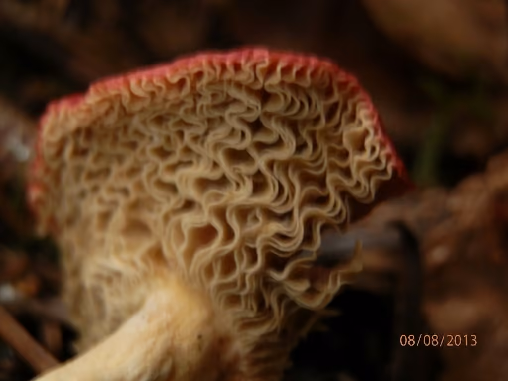 Golden Brittlegill, photo 2 of 5