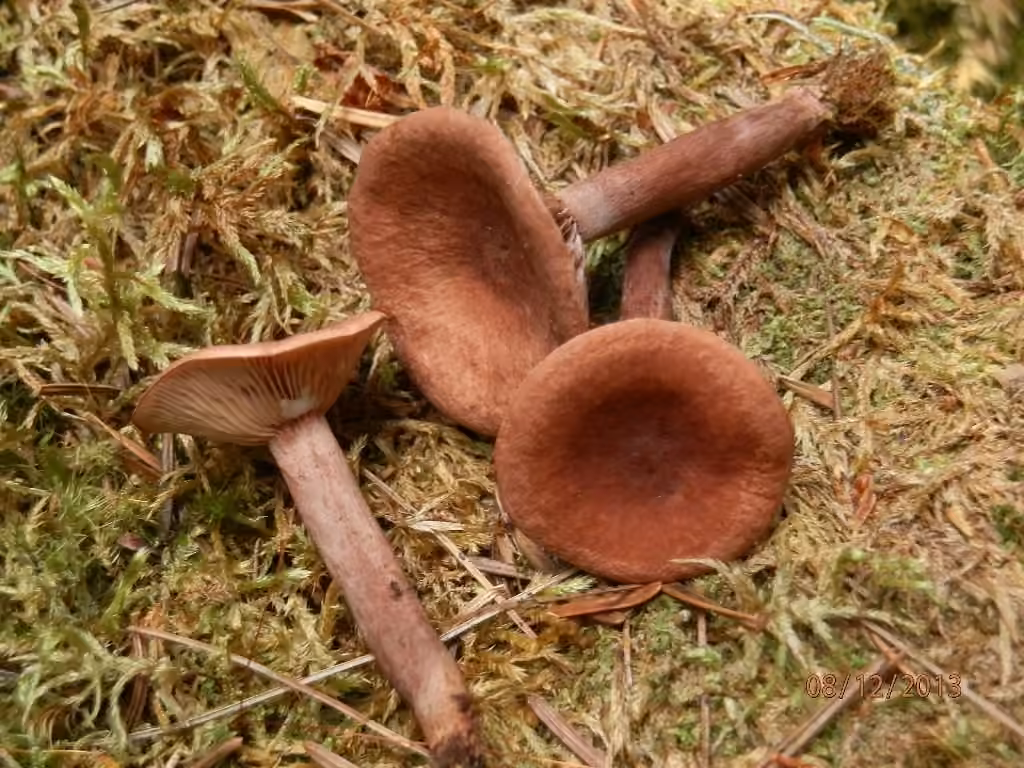 Curry Milkcap, photo 2 of 5