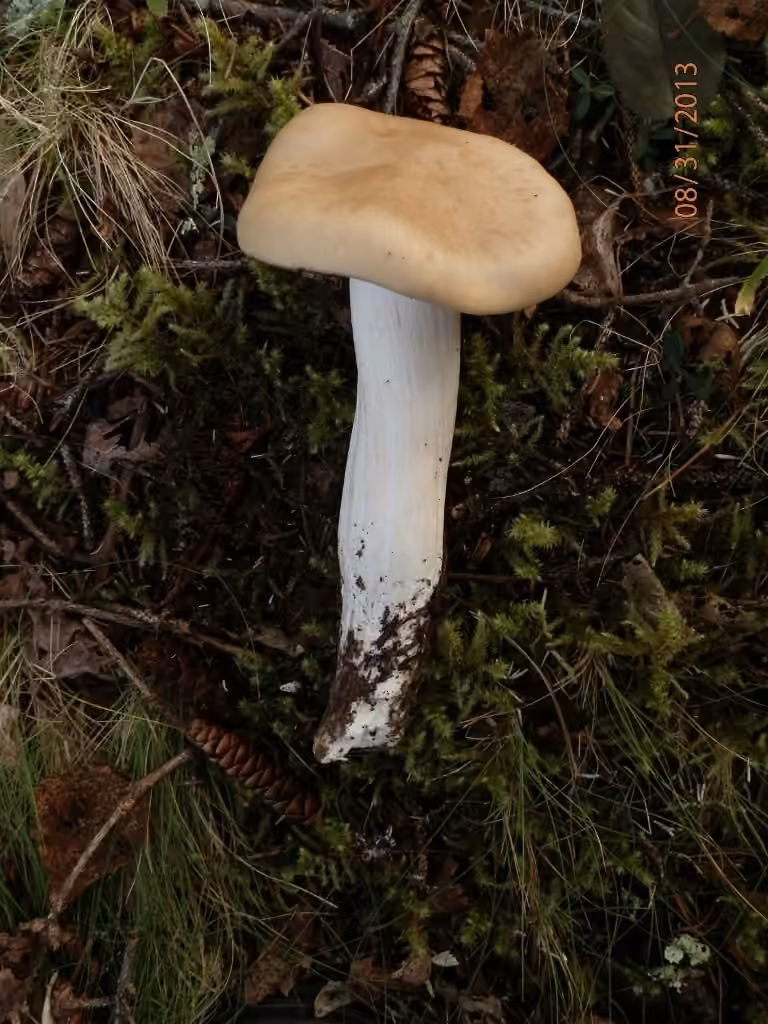 Entolome livide, photo 3 sur 5