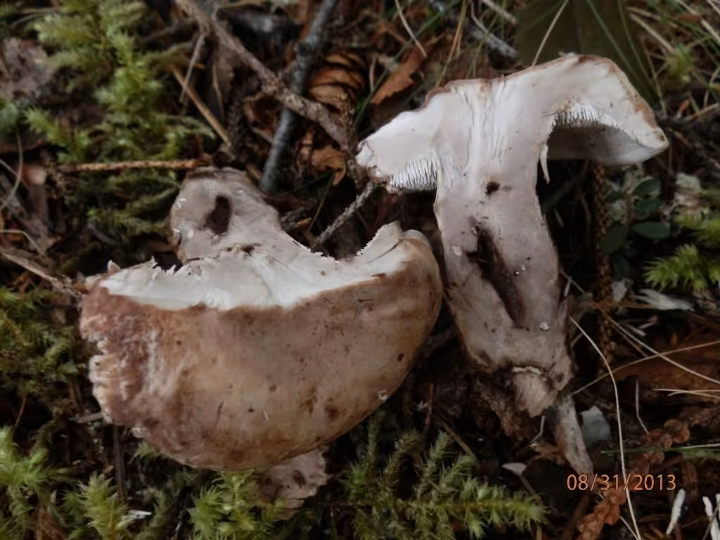 Spruce Tooth, photo 2 of 5