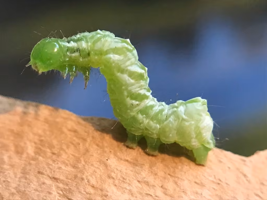 Formosa Looper Moth, Caterpillar