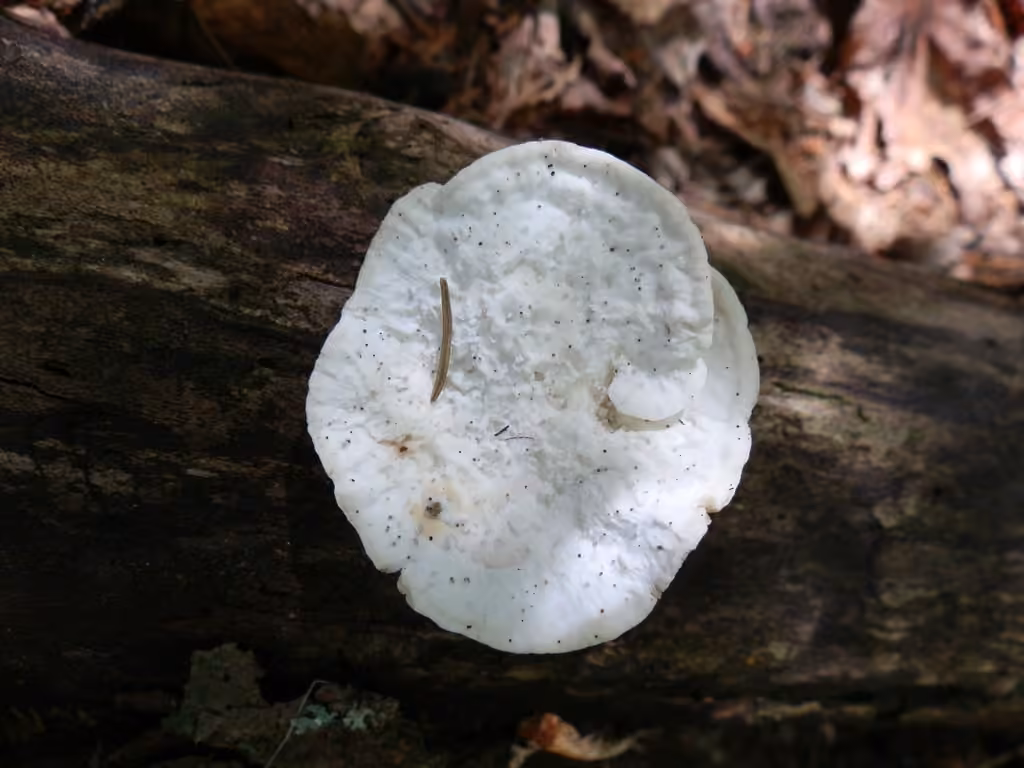 Polypore amer
