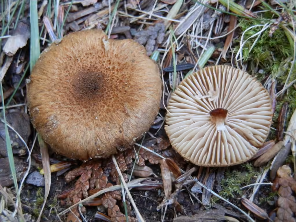 Brown Scaly Inocybe