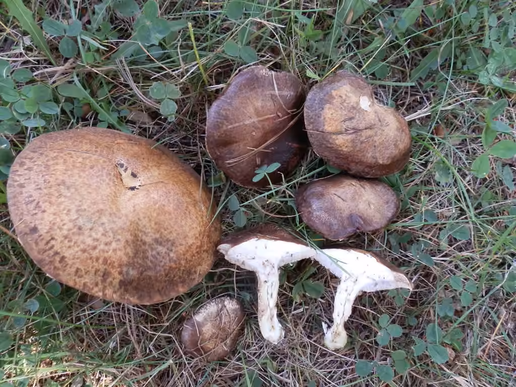 Bolet tardif, photo 1 of 5