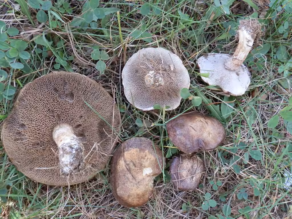 Bolet tardif, photo 3 of 5