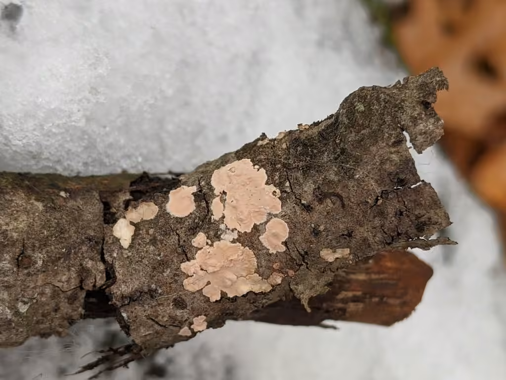 Péniophore à cystides nues, photo 2 sur 5