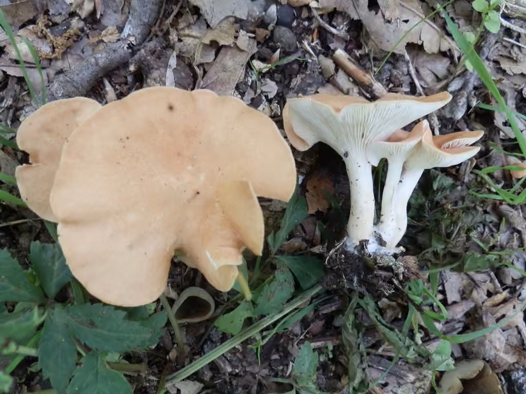 Clitocybe en entonnoir, photo 3 sur 5