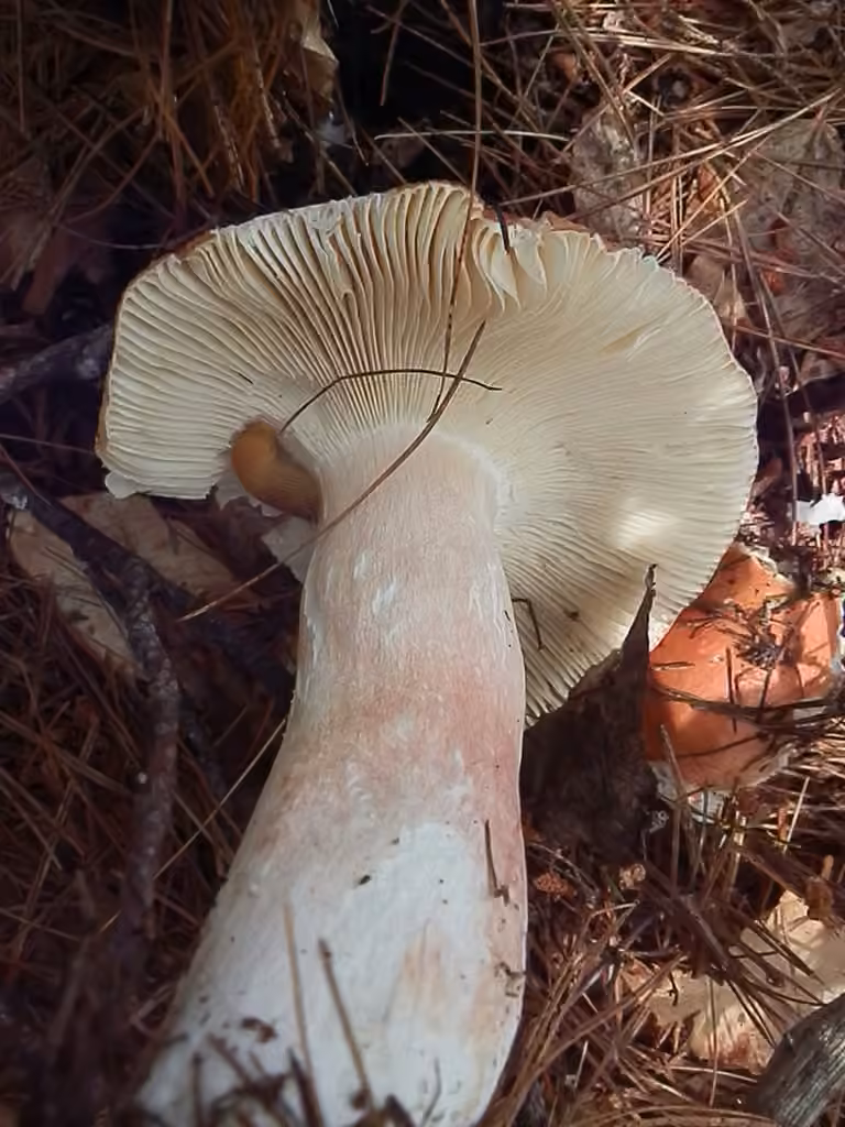 Russule des marais, photo 2 sur 5