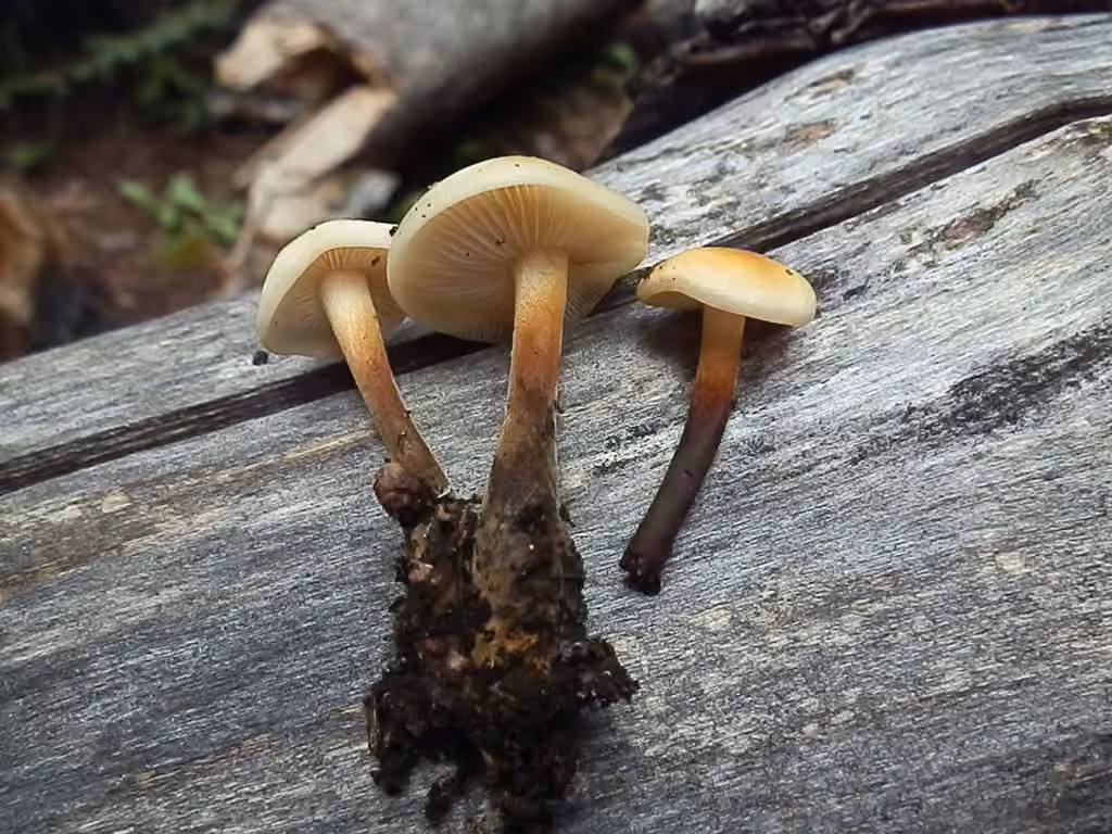 Flammulina populicola, photo 3 sur 5